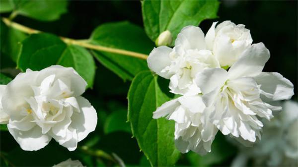 茉莉花茶和什么搭配（茉莉花茶和什么搭配最好）